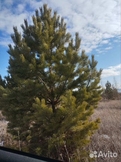 Продам елочки