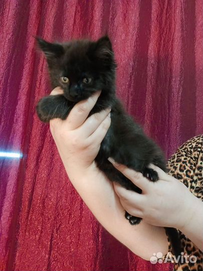 Котята мейн-кун