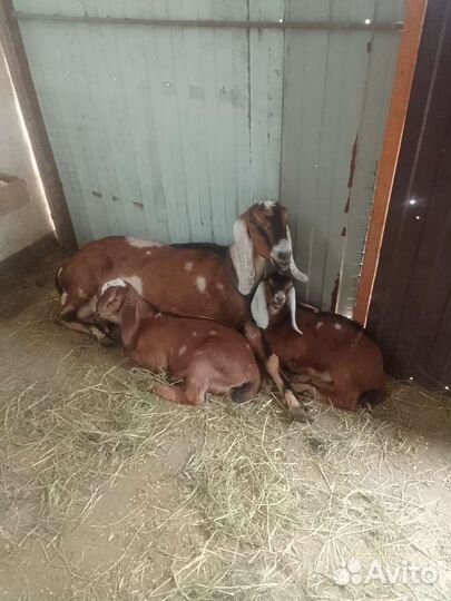 Козлики нубийские