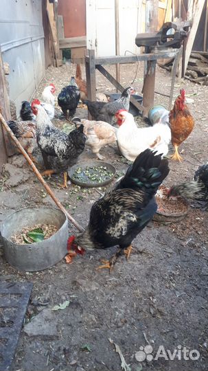 Молодые Петушки