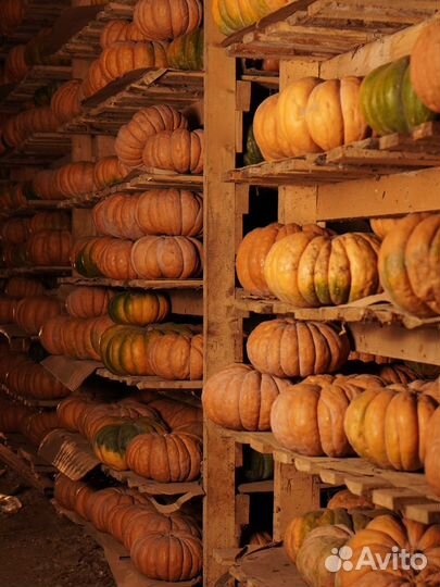 Тыква мускат де прованс опт