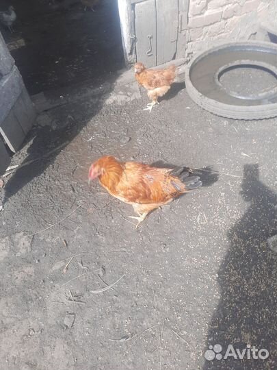 Молодые петушки