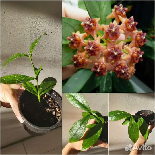 Разные комнатные цветы