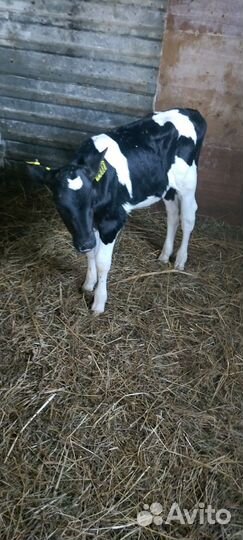 Телочка 1 месяц