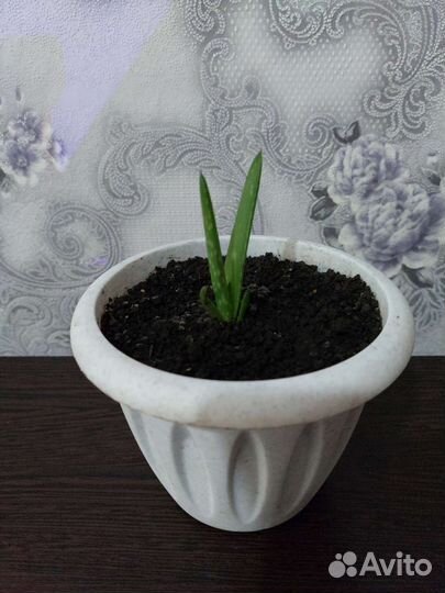 Алоэ вера