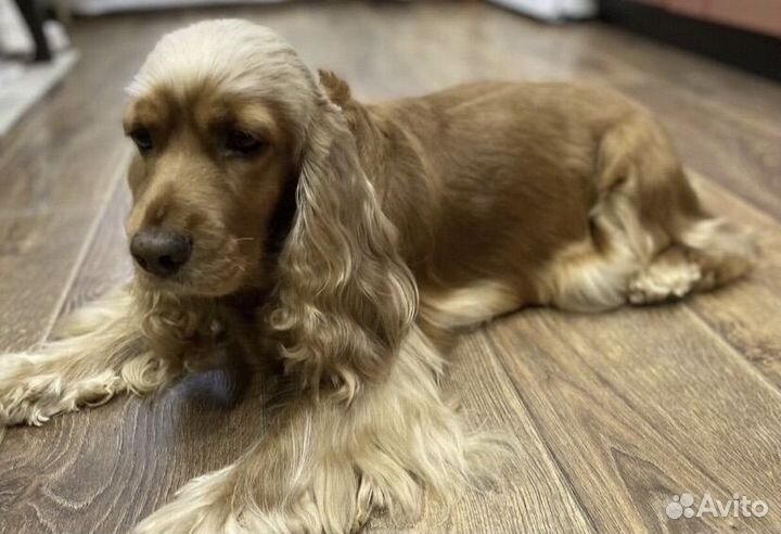 Щенки английского кокер спаниеля