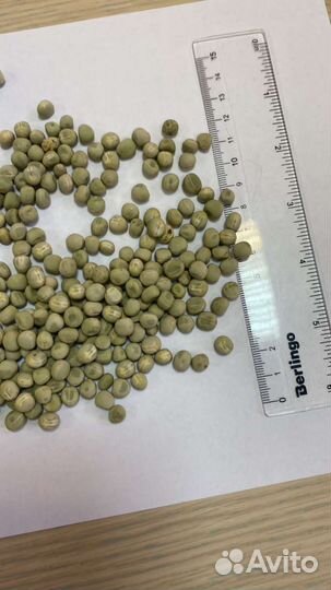 Семена гороха Мадрас. Для микрозелени. Оптом