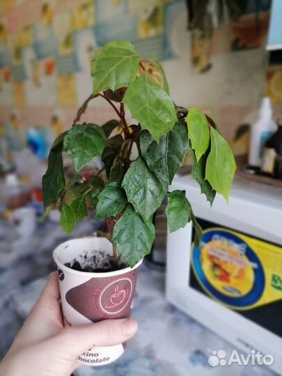 Циссус (Березка)