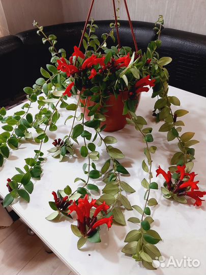 Эсхинантус