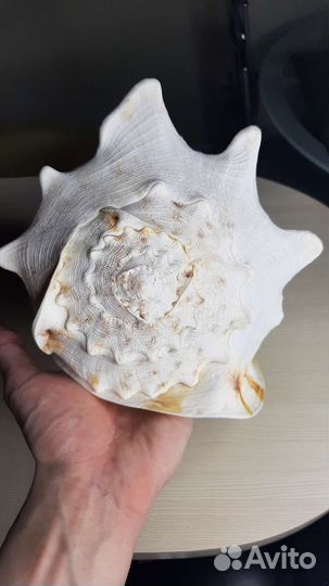 Ракушки раковины