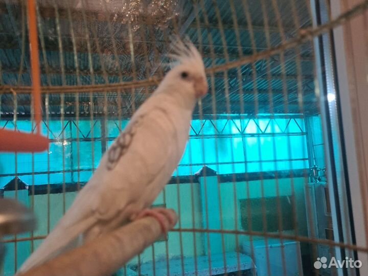 Попугай кореша с клеткой