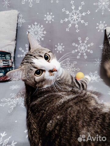 Плюшевый мраморный кот котёнок