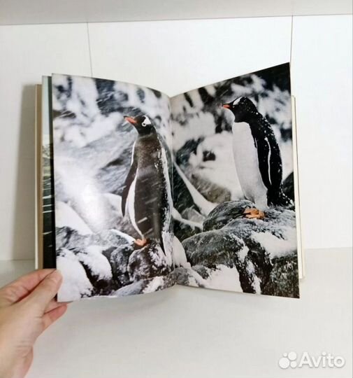 Книга о животных и растениях Мир дикой природы