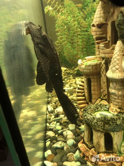 Сомик птеригоплихт парчевый