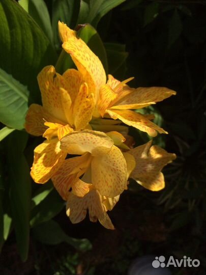 Канна сорта SOL наррy emily