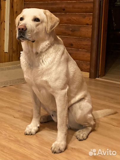 Кобель лабрадора вязка