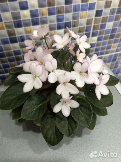 Сортовые фиалки