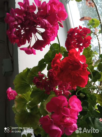 Пеларгония герань