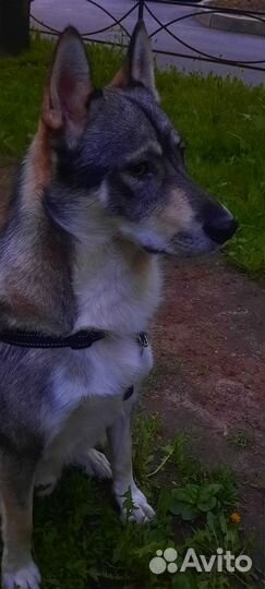 Отдаю двух собак в добые руки