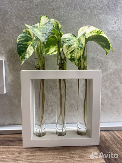 Сциндапсус