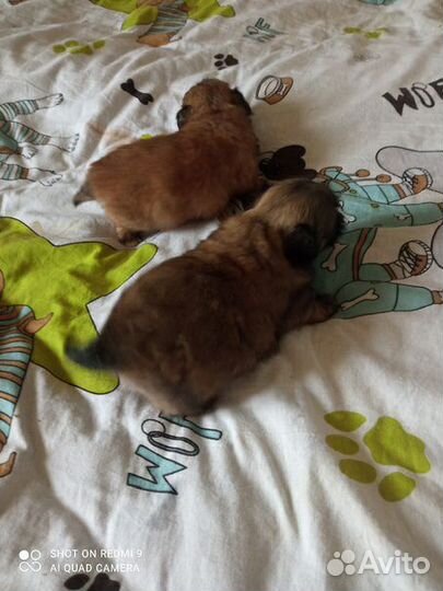 Щенки пекинеса