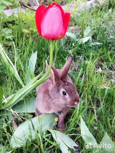 Декоративные кролики