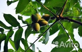 Саженцы маньчжурского ореха