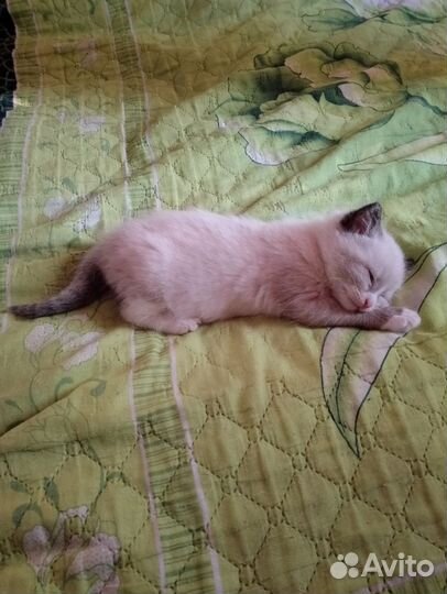 Отдам кота в добрые руки