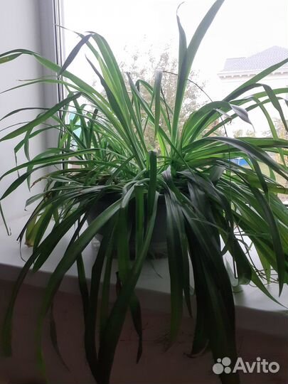 Хлорофитрум