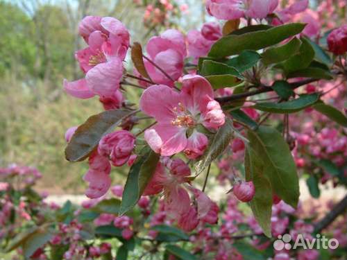 Яблоня декоративная