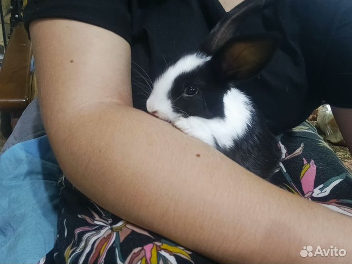 Декоративный кролик