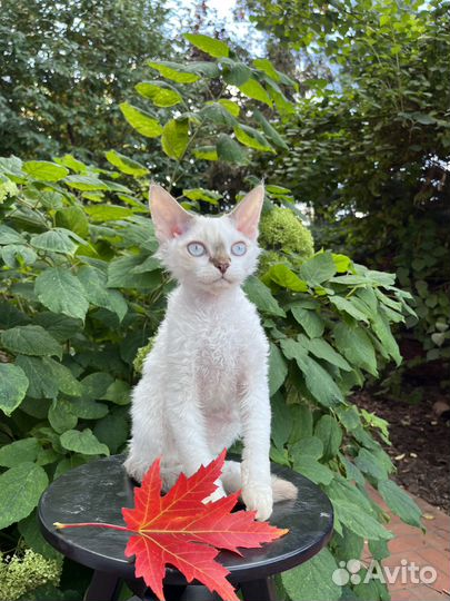 Девон-рекс. Котенок девочка