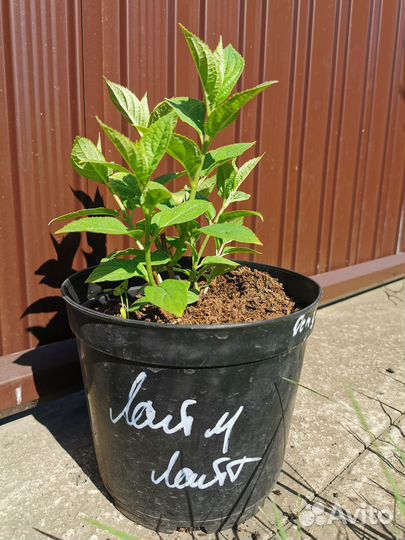 Гортензия метельчатая