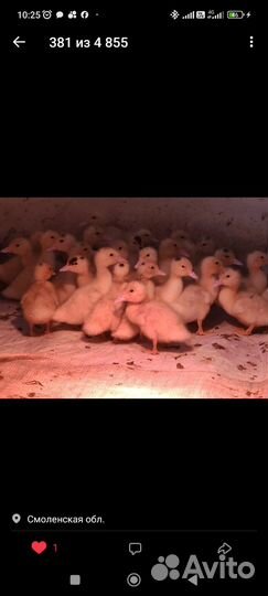 Гусь, Утка, кролик домашнее мясо