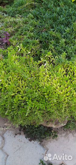 Почвопокровные растения, красота без проблем