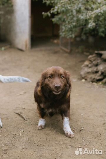 Низкорослая собака