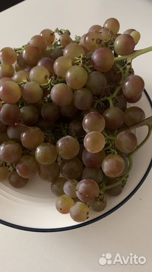 Виноград домашний