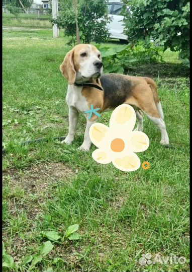 Бигль в добрые руки