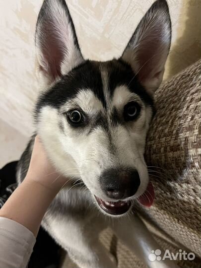 Сибирский хаски