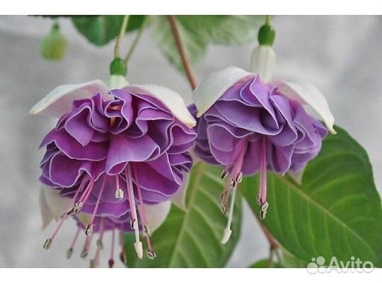 Махровая Фуксия в ассортименте