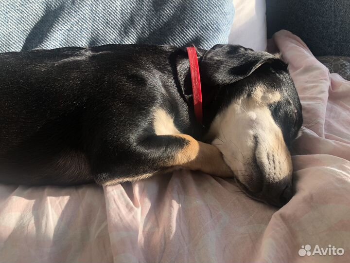 Передержка собак/ зооняня для кошек и собак