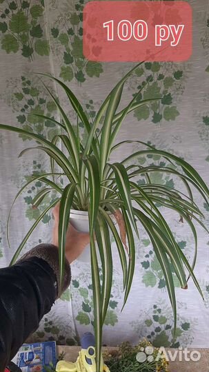 Комнатные растения