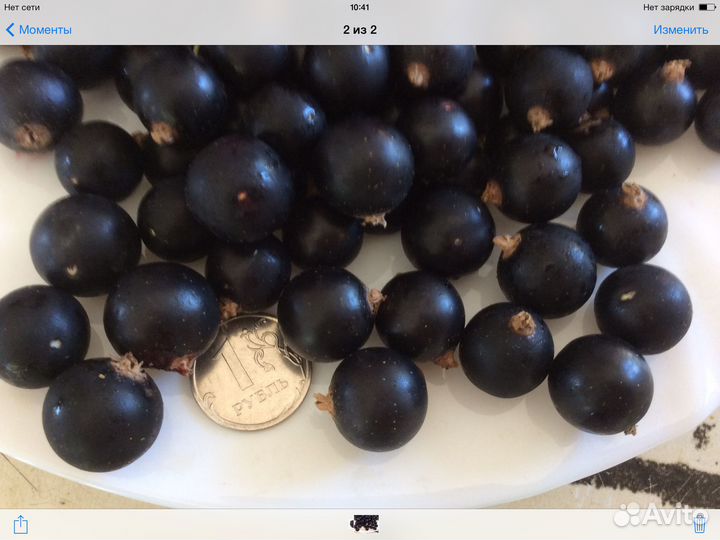 Смородина золотистая,черная,красная,розовая,белая