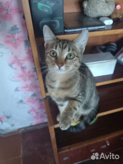 Кошечка в добрые руки