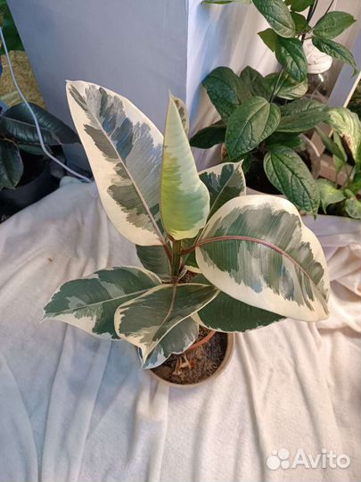 Фикус Тинеке. Пятнистый