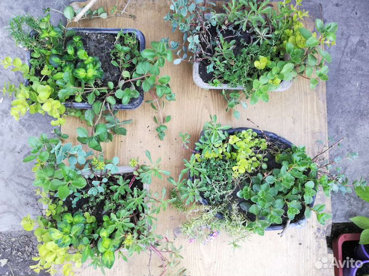 Набор почвапокровников