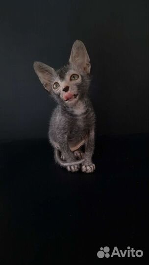 Котята ликой девочка