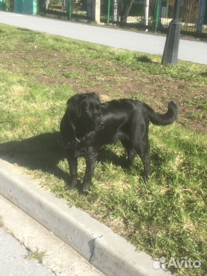 Лабрадор ретривер