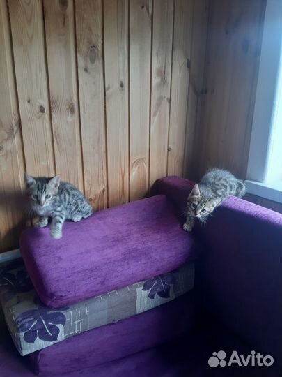 Отдам котят