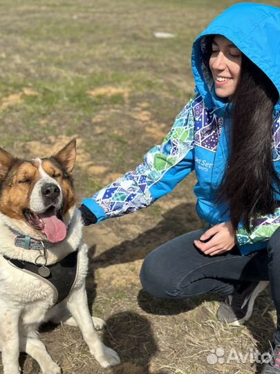 Прелестная собака из приюта
